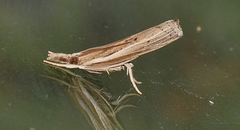 Fissicrambus profanellus