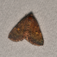 Idia diminuendis