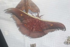 Antheraea youngi