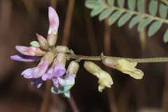 Astragalus guatemalensis