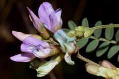 Astragalus guatemalensis