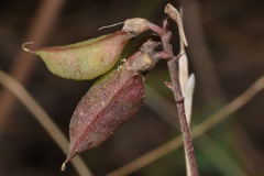 Astragalus guatemalensis