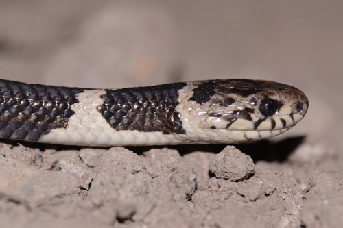 Williams' Tree Snake