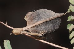 Astragalus guatemalensis