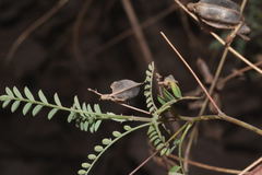 Astragalus guatemalensis