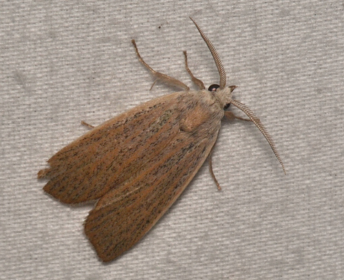 Pale Palpidia photo 2