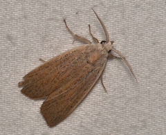 Palpidia pallidior