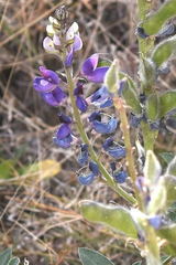 Lupinus uncinatus
