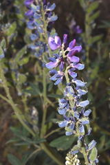 Lupinus uncinatus