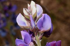 Lupinus uncinatus