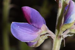 Lupinus uncinatus