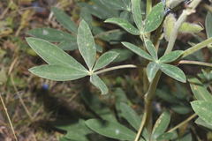 Lupinus uncinatus