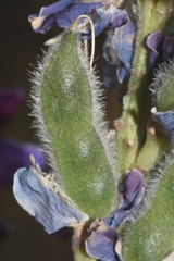 Lupinus uncinatus