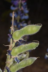 Lupinus uncinatus