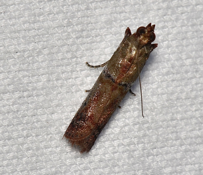 Palm Bud Moth