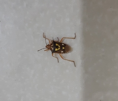 Oebalus poecilus