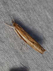 Fissicrambus profanellus