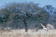 Giraffa camelopardalis giraffa