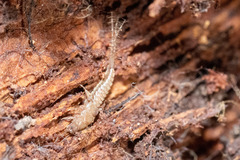 Tricholepidion gertschi