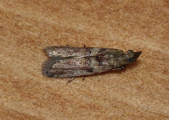 Ancylosis bonhoti