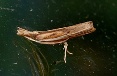 Fissicrambus profanellus