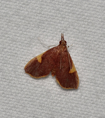 Deuterophysa fernaldi