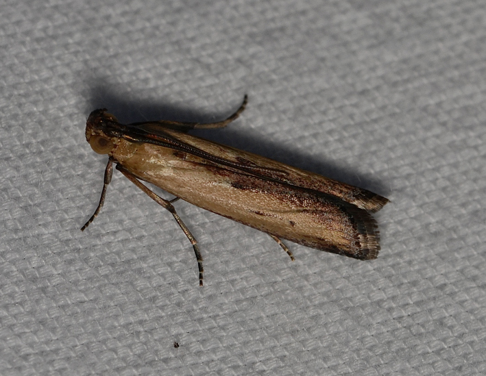 lesser cornstalk borer