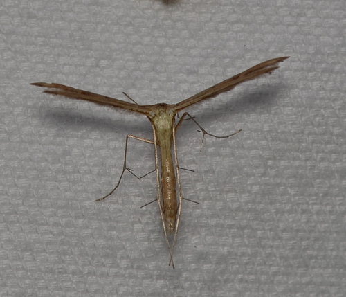Dwarf Plume Moth photo 4
