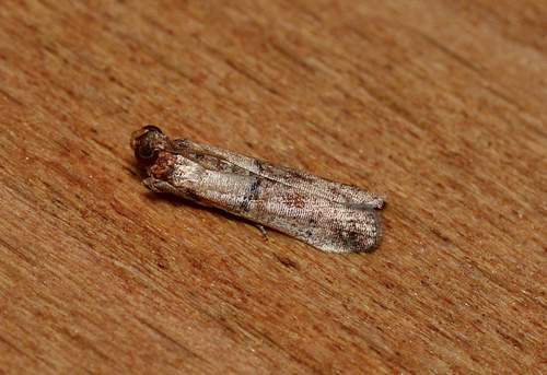 Palm Bud Moth photo 2