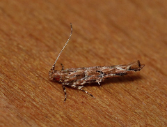 Anatrachyntis rileyi