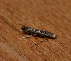 Neurobathra strigifinitella