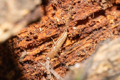 Tricholepidion gertschi