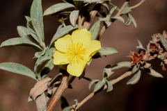 Crocanthemum glomeratum