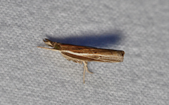 Fissicrambus profanellus