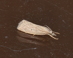 Xubida panalope