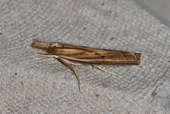 Fissicrambus profanellus