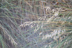 Poa astonii