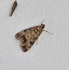 Blepharomastix schistisemalis