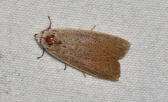Palpidia pallidior