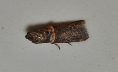 Anabasis ochrodesma
