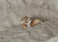 Dicymolomia grisea