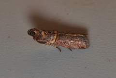 Anabasis ochrodesma