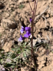 Neogaerrhinum