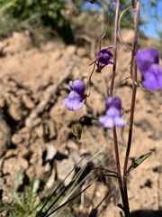 Neogaerrhinum