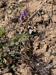 Neogaerrhinum