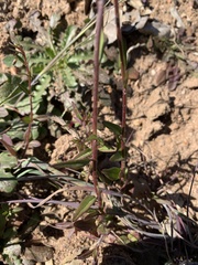 Neogaerrhinum