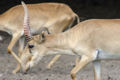 Saiga tatarica