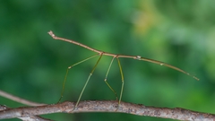 Nesiophasma