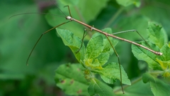 Nesiophasma