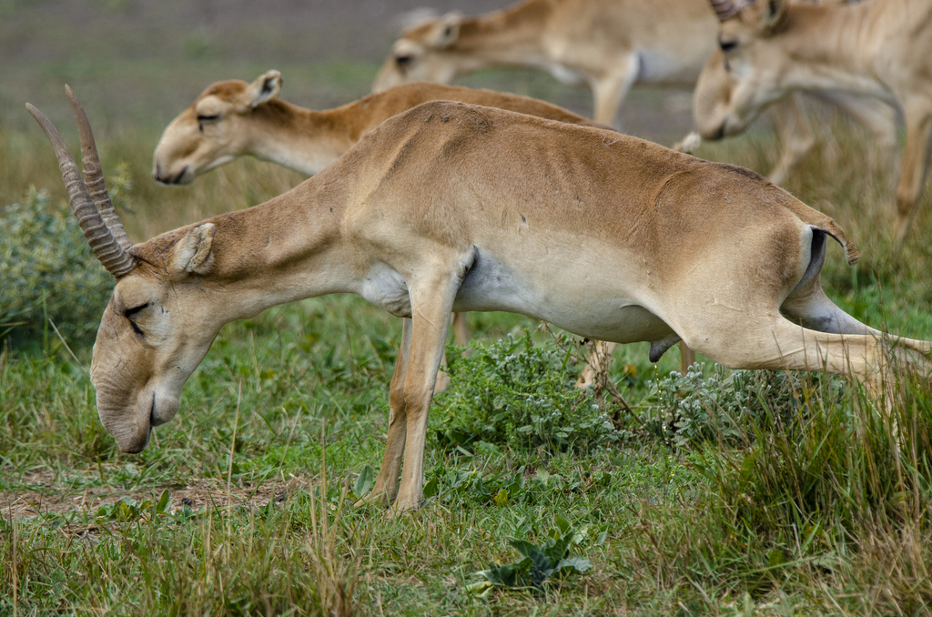 Russian Saiga in August 2021 by Oleg · iNaturalist